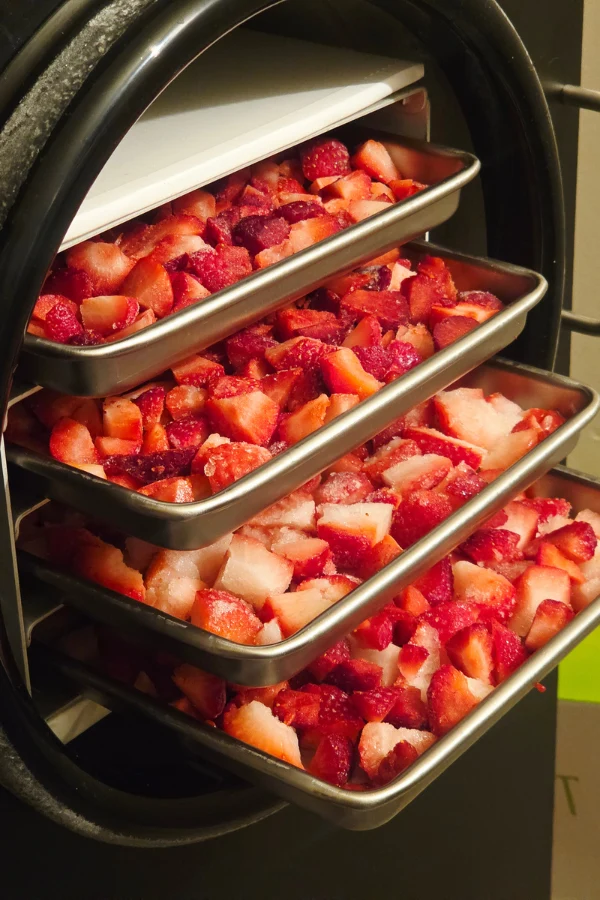Freeze dried fruit on freeze dryer trays going into the freeze dryer to be preserved long term.