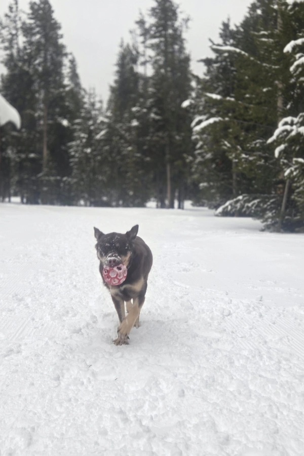Koda playing in the snow while we were living inside yellowstone