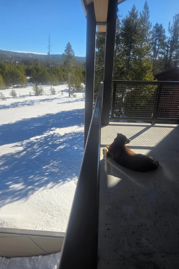 Dog sitting on balcony overlooking the snow covered Yellowstone national park in complete isolation