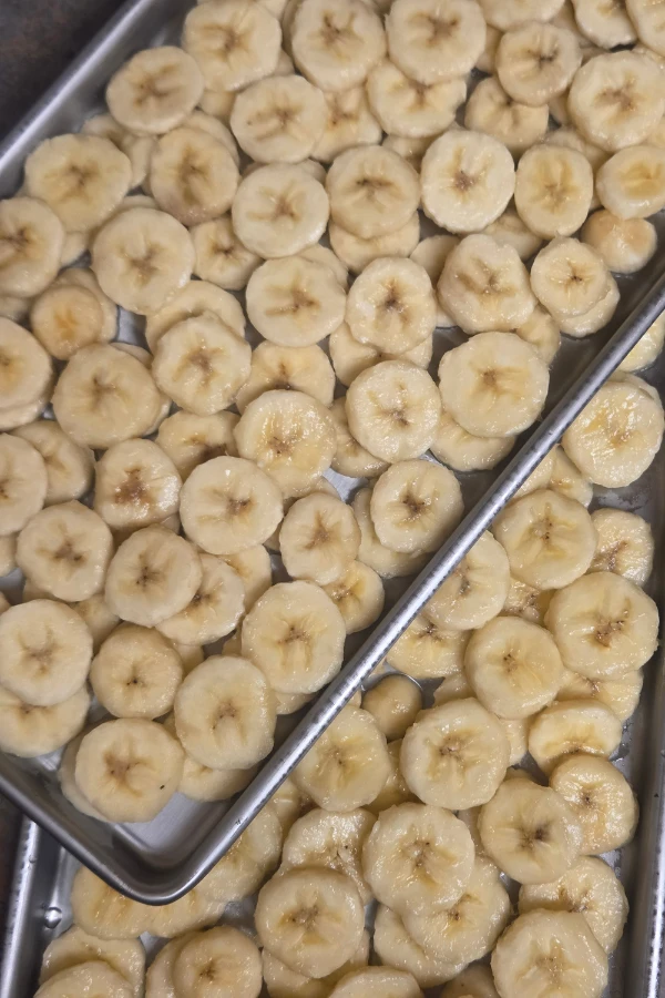Freeze dried bananas on freeze drier trays ready for long term storage.