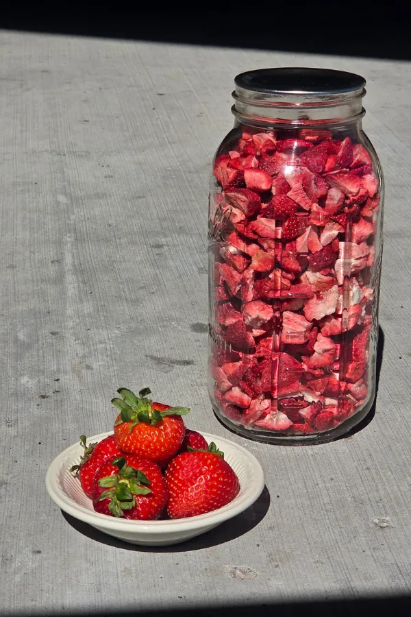 fresh strawberries next to mason jar of freeze dried strawberries Harvest Right